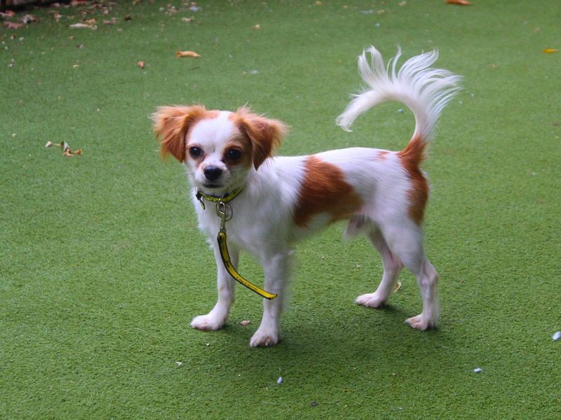 Oliver | Chihuahua (Smooth Coat) Cross | Manchester - 2