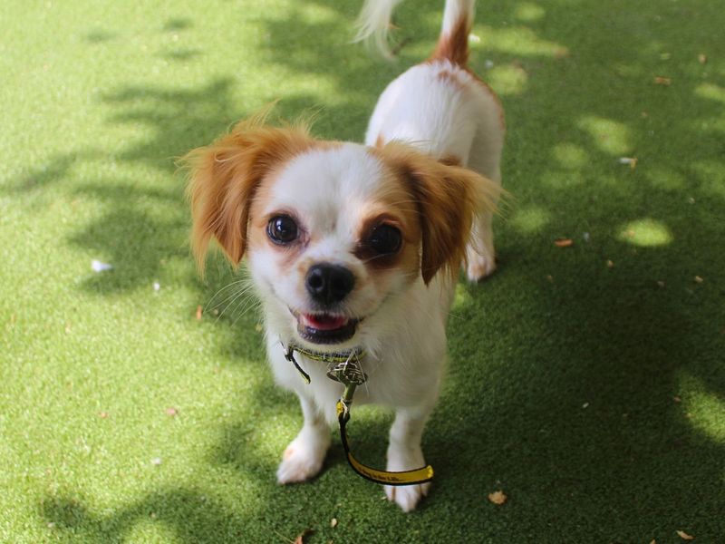 Oliver | Chihuahua (Smooth Coat) Cross | Manchester - 5