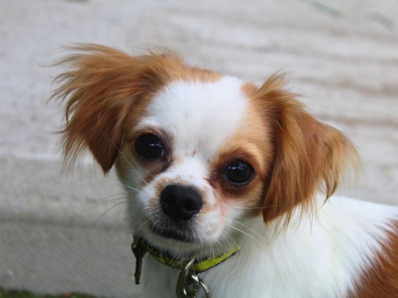 Oliver | Chihuahua (Smooth Coat) Cross | Manchester - 3