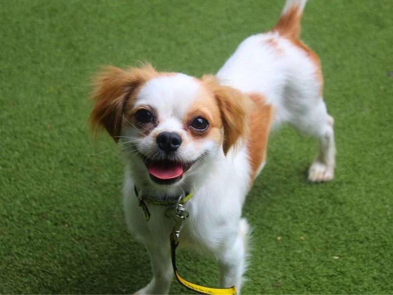 Oliver | Chihuahua (Smooth Coat) Cross | Manchester - 1