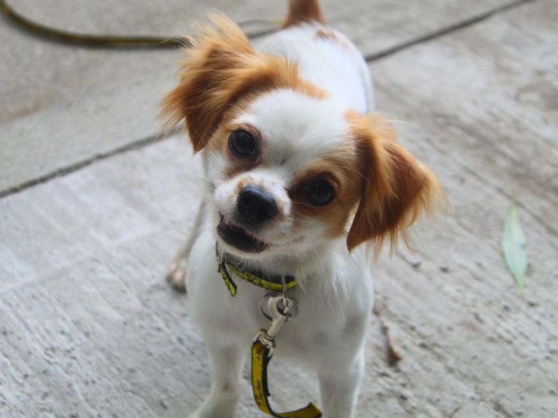 Oliver | Chihuahua (Smooth Coat) Cross | Manchester - 6