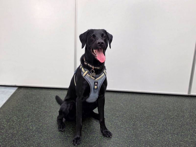 Patch | Gordon Setter Cross | Evesham (Worcestershire) - 4