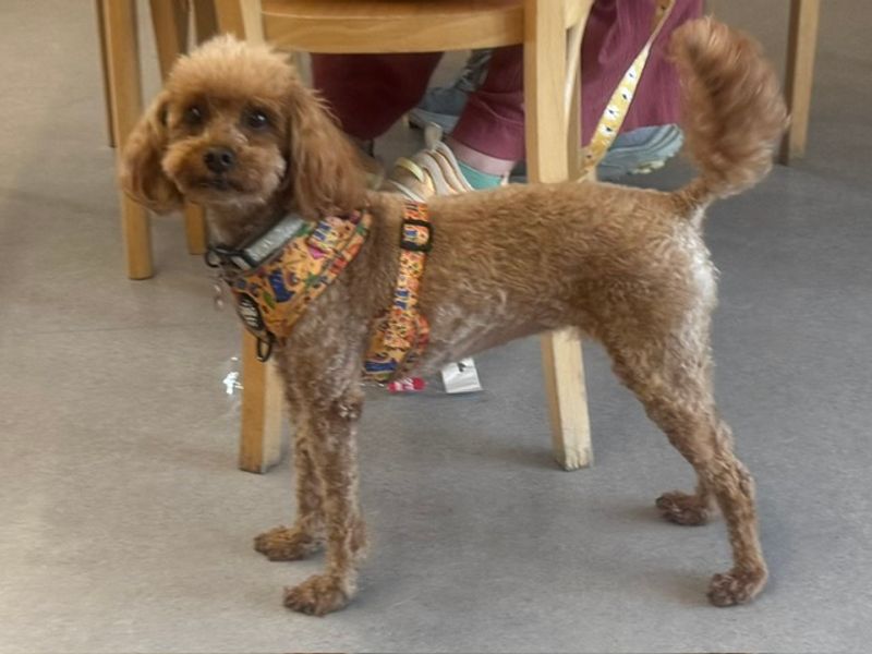 Cavalier King Charles Spaniel Dogs And Puppies For Adoption