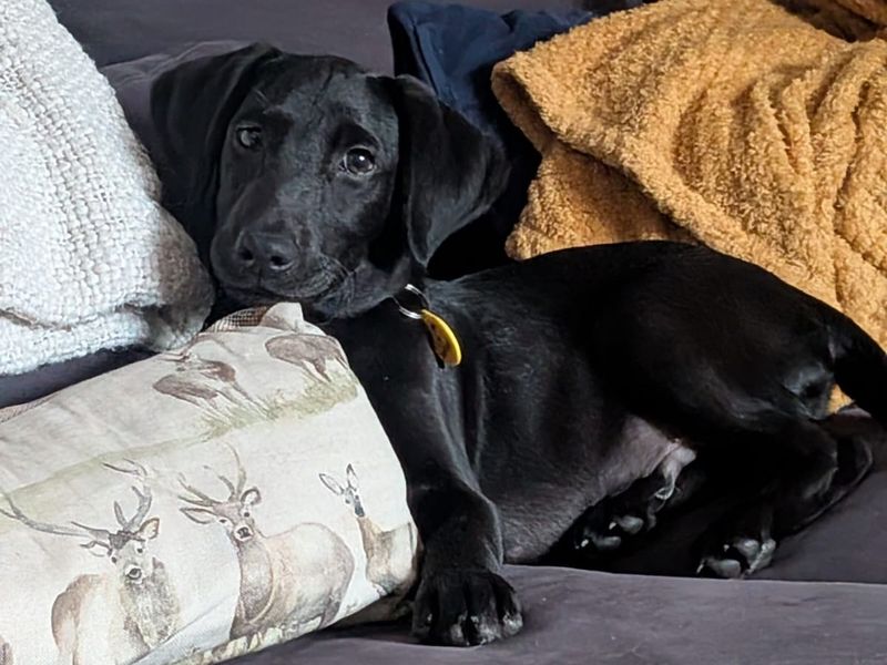Merlin | Retriever (Labrador) | Ballymena (Northern Ireland) - 1