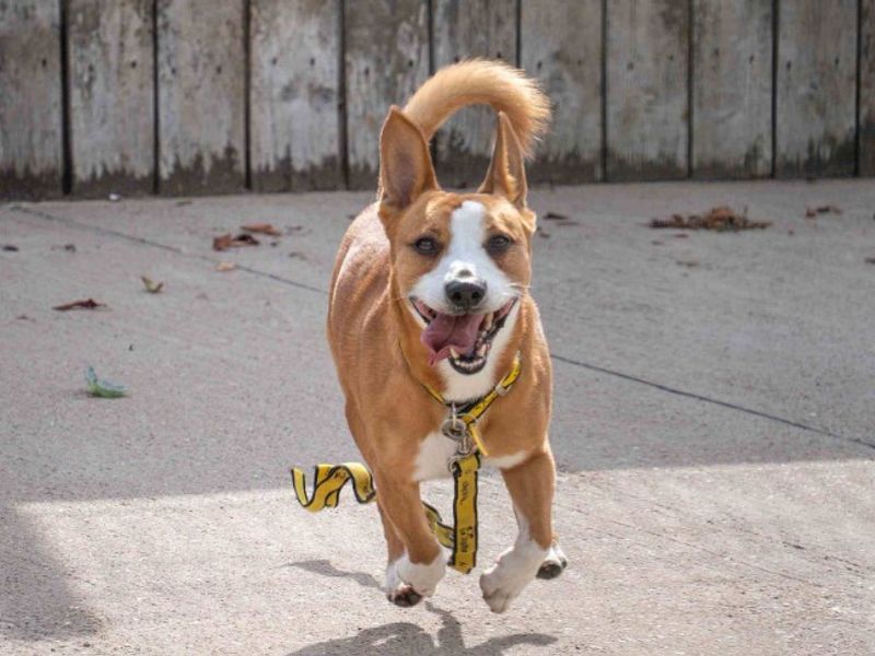 Corgi Dogs And Puppies For Adoption