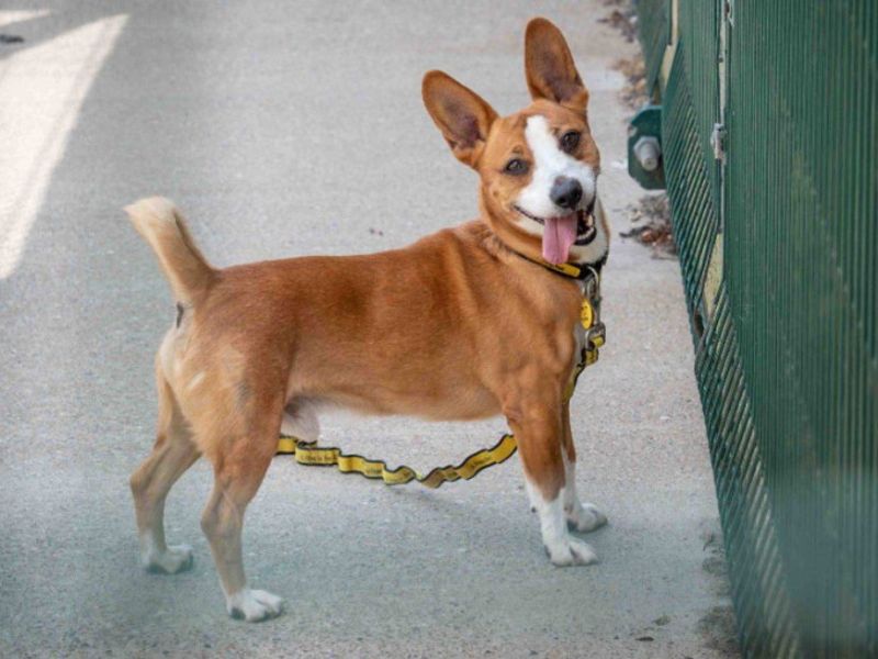 Rusty | Welsh Corgi (Cardigan) Cross | Loughborough - 2