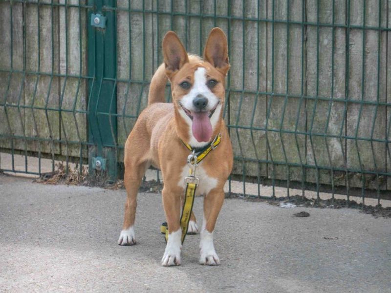 Rusty | Welsh Corgi (Cardigan) Cross | Loughborough - 3