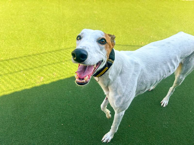 Leonardo | Greyhound | Basildon (Essex) - 1