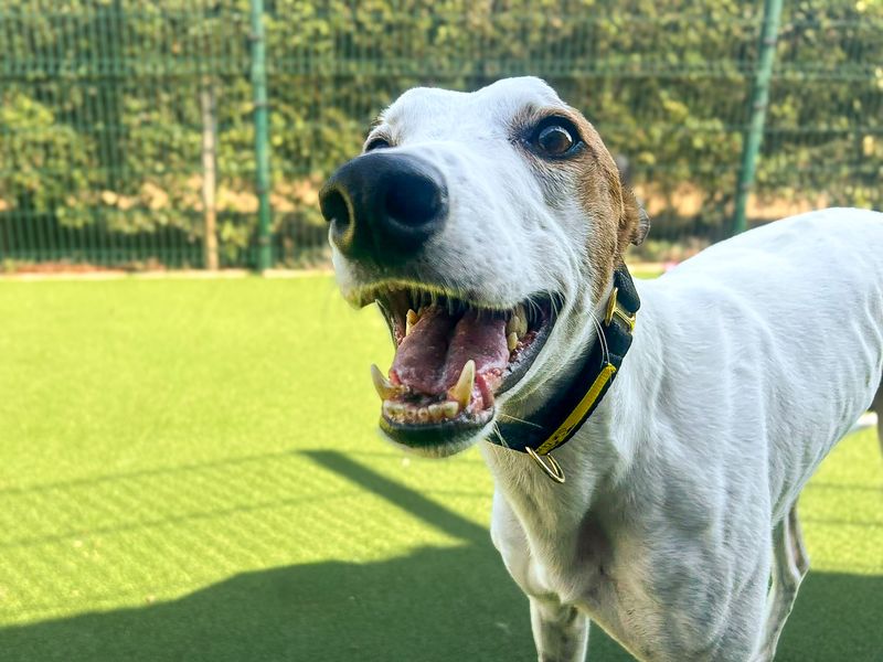 Leonardo | Greyhound | Basildon (Essex) - 3