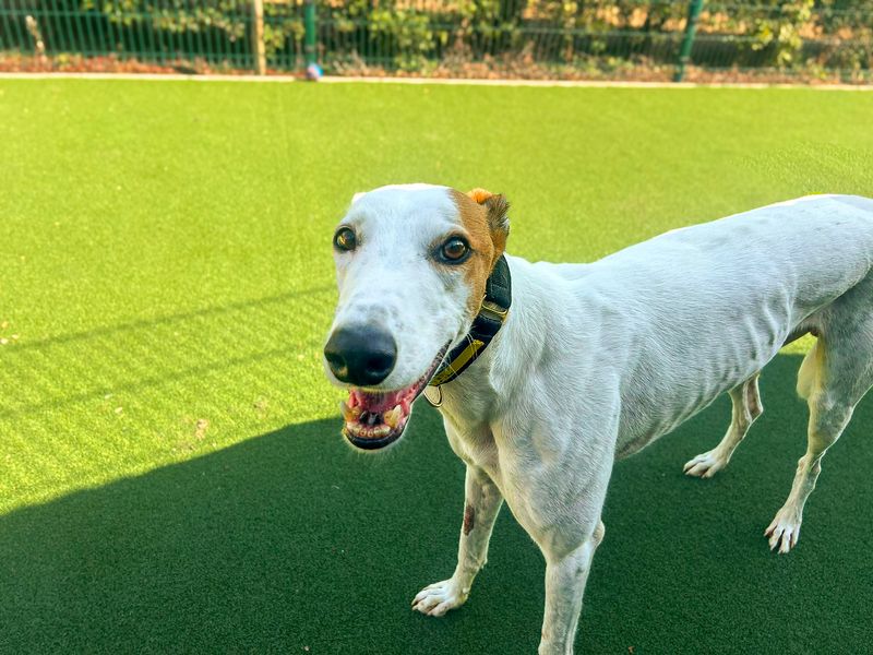 Leonardo | Greyhound | Basildon (Essex) - 2