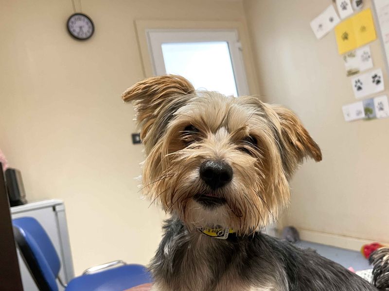 Reggie | Maltese Cross | Darlington - 2