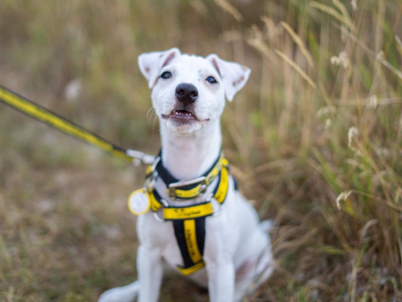Bobby | Terrier (Jack Russell) | Newbury (Berkshire) - 2