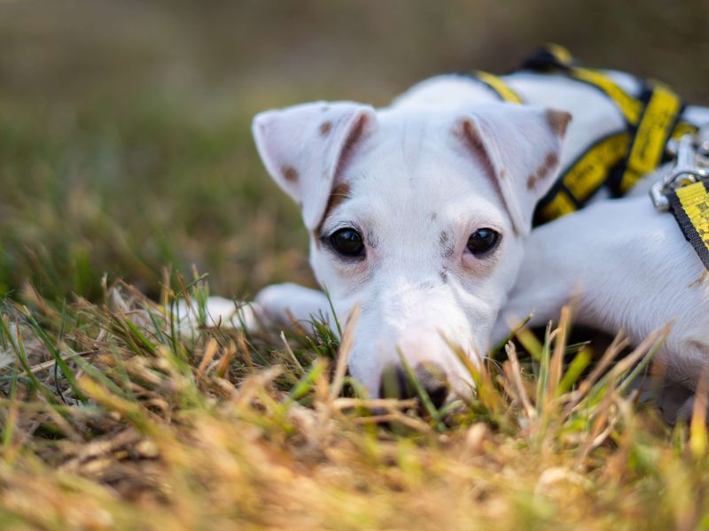 Bobby | Terrier (Jack Russell) | Newbury (Berkshire) - 4