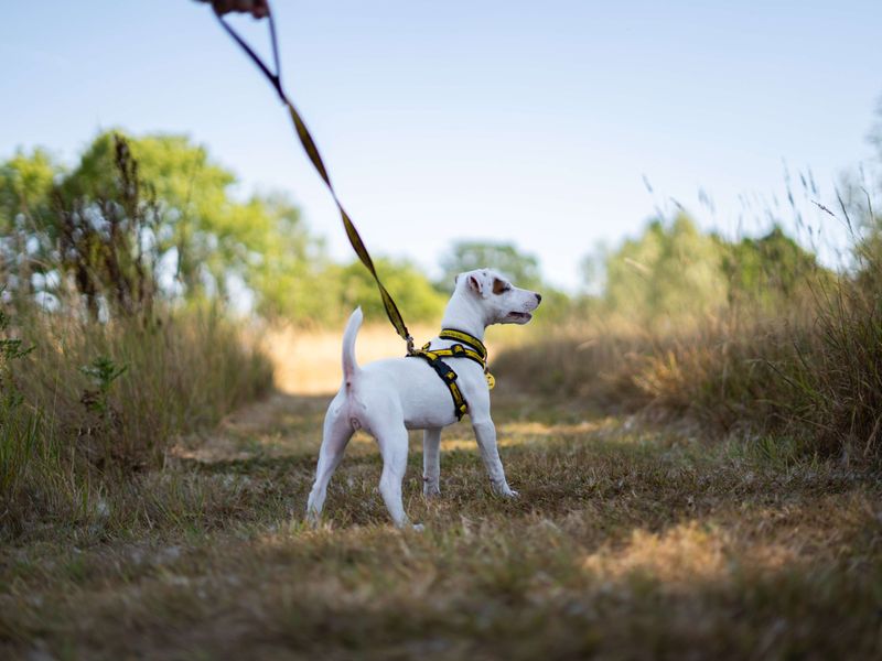 Bobby | Terrier (Jack Russell) | Newbury (Berkshire) - 5