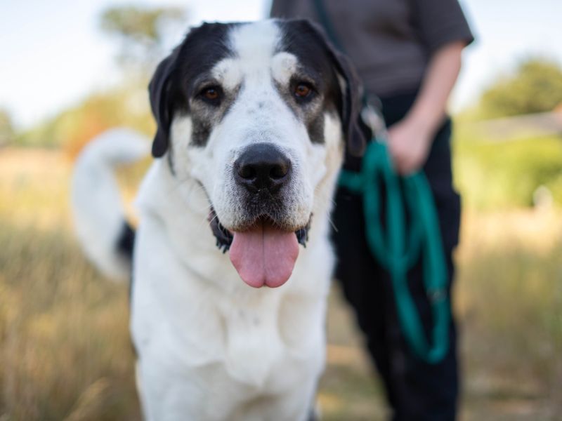 Ragnor | Crossbreed | Newbury (Berkshire) - 5