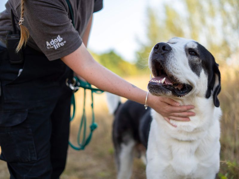 Ragnor | Crossbreed | Newbury (Berkshire) - 3