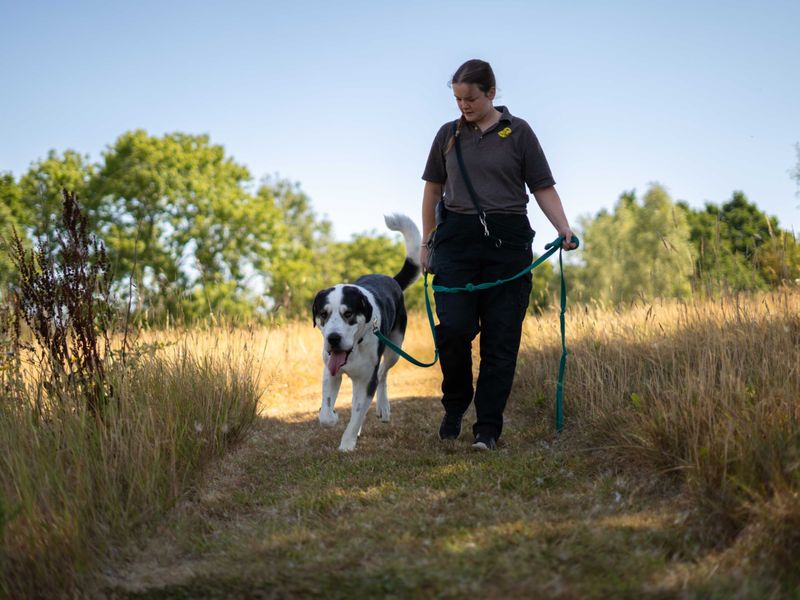Ragnor | Crossbreed | Newbury (Berkshire) - 6