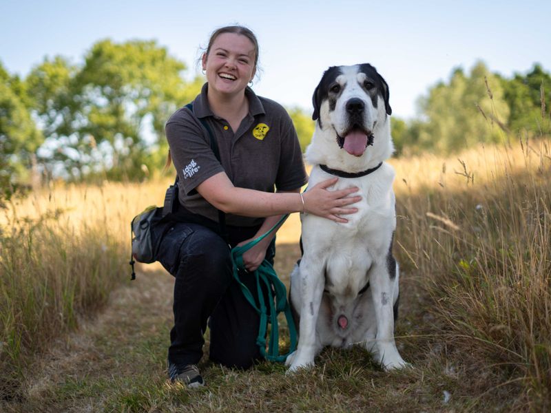 Ragnor | Crossbreed | Newbury (Berkshire) - 7