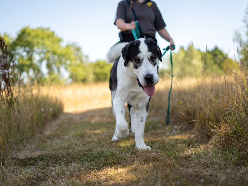 Ragnor | Crossbreed | Newbury (Berkshire) - 2