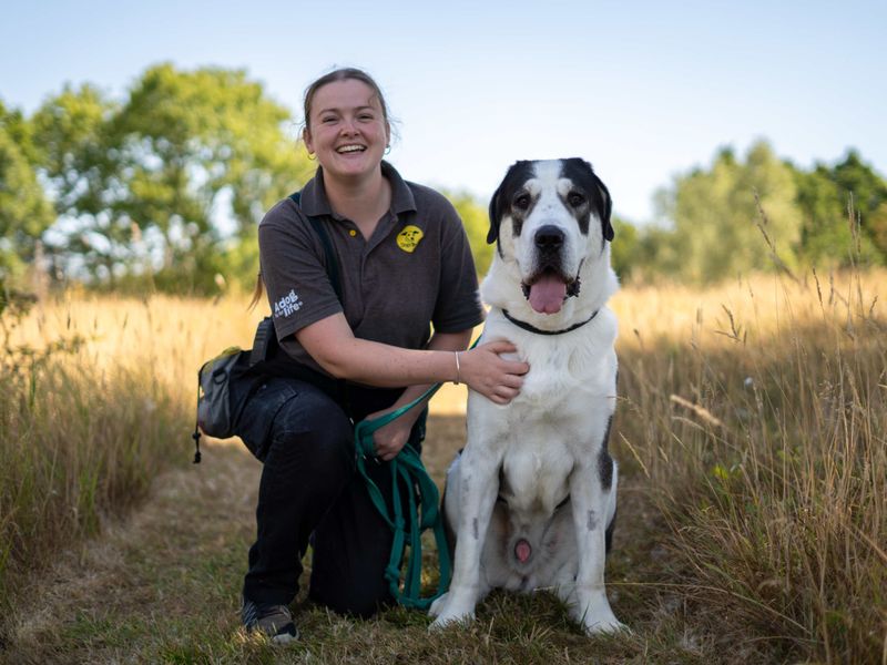 Ragnor | Crossbreed | Newbury (Berkshire) - 1