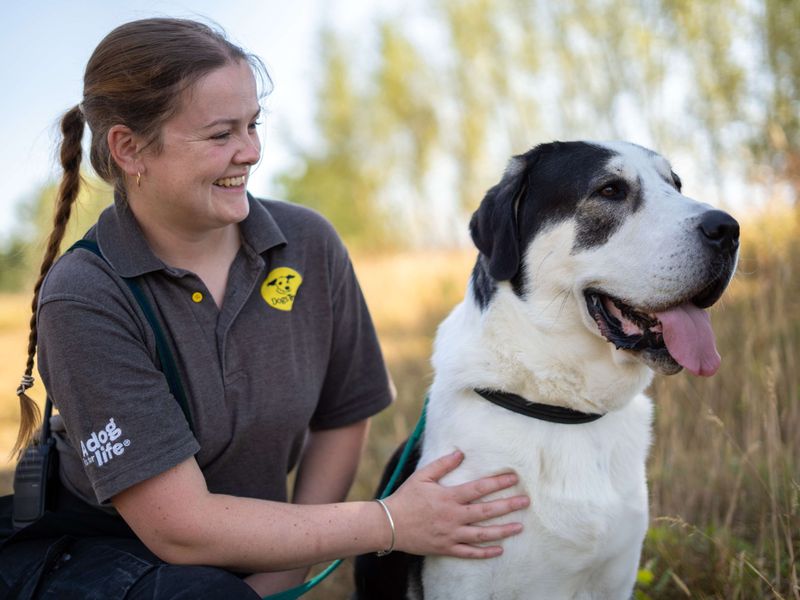Ragnor | Crossbreed | Newbury (Berkshire) - 4