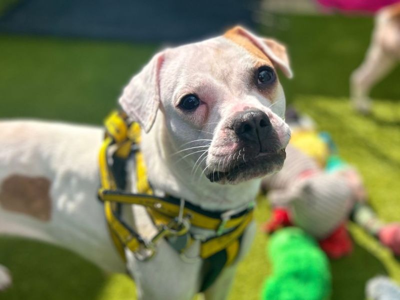 Saffie | Boxer Cross | Snetterton (Norfolk) - 1