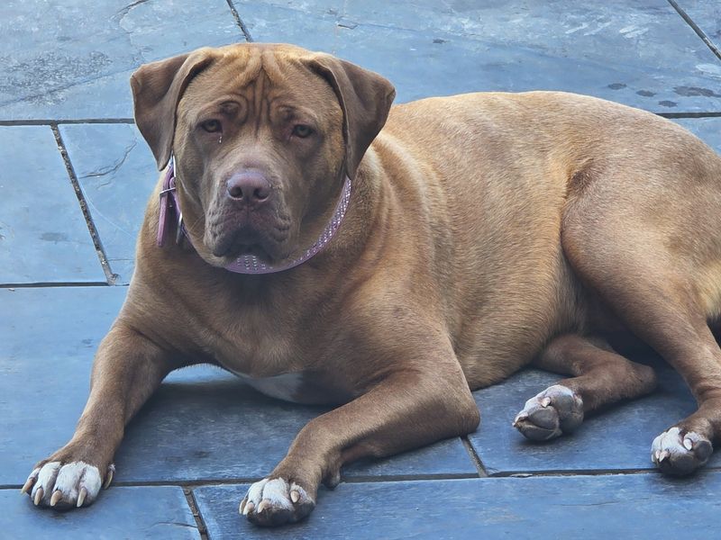 Lola | American Bulldog Cross | Canterbury - 3