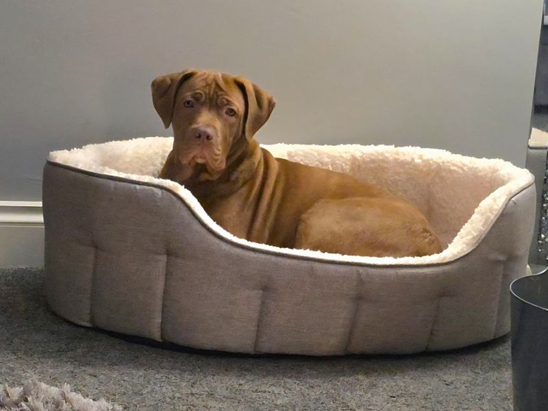 Lola | American Bulldog Cross | Canterbury - 2