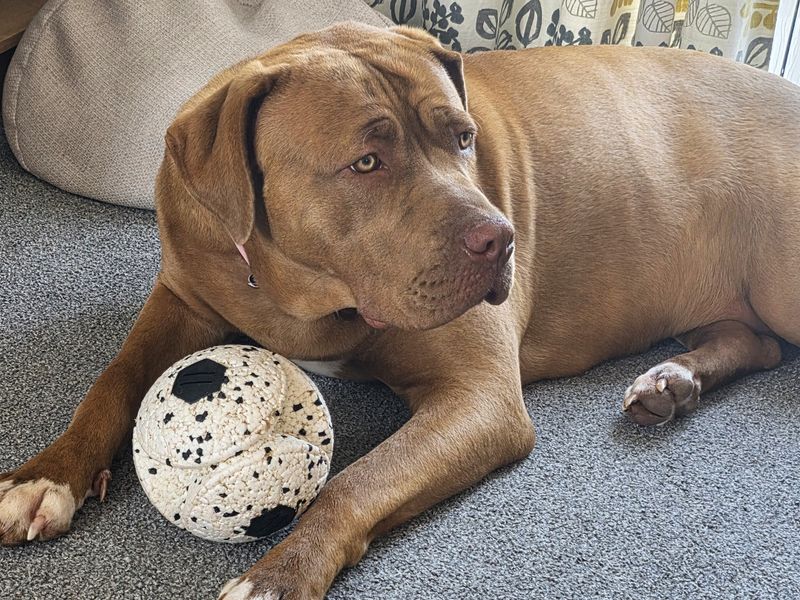 Lola | American Bulldog Cross | Canterbury - 1