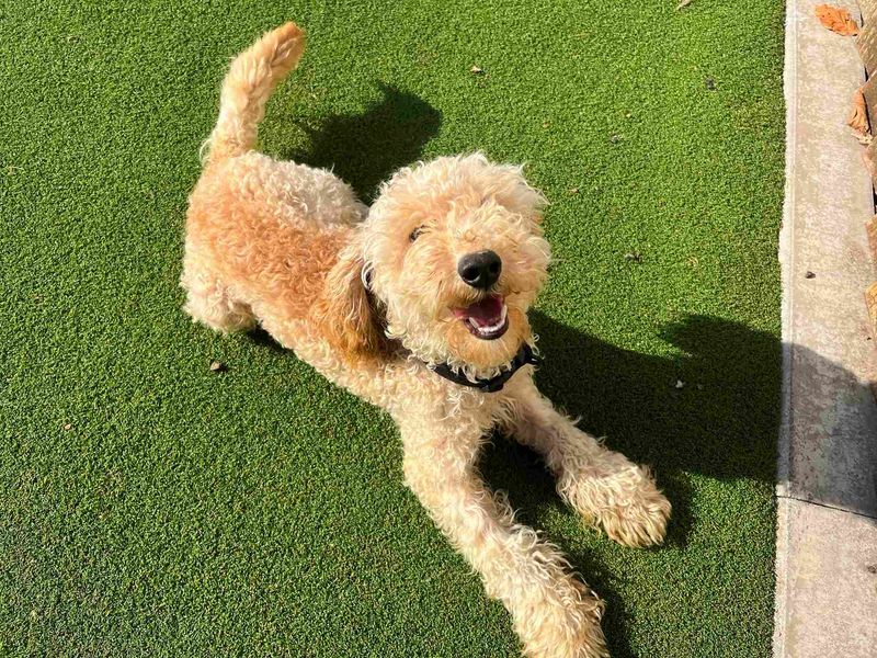 Poodle Dogs And Puppies For Adoption