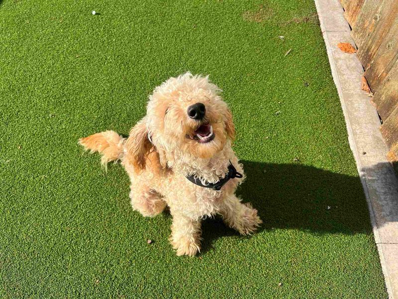 Ziggy - Image 4 of 4