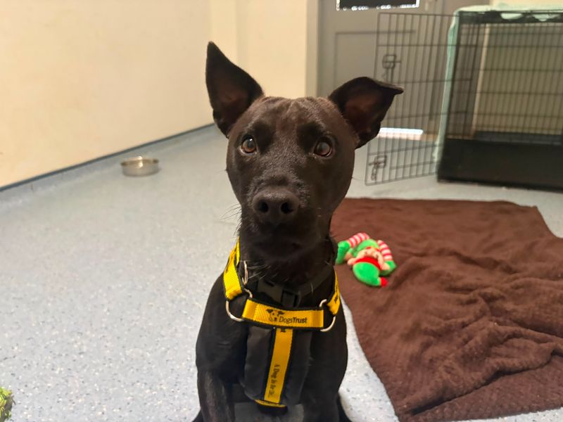 Sonny | Terrier (Patterdale) | Loughborough - 1