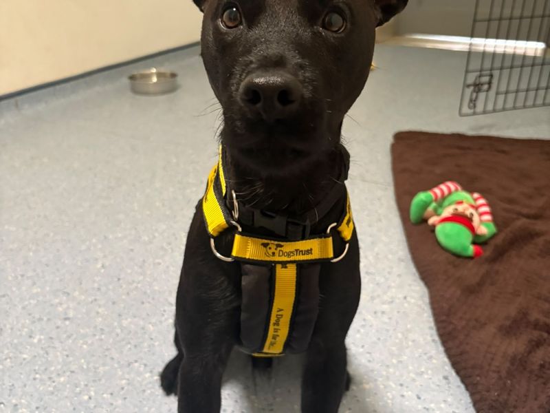 Sonny | Terrier (Patterdale) | Loughborough - 2