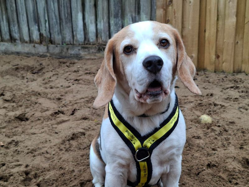 Loki | Beagle | Ilfracombe - 4