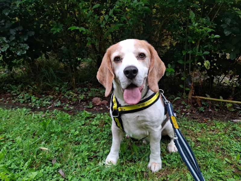 Loki | Beagle | Ilfracombe - 2