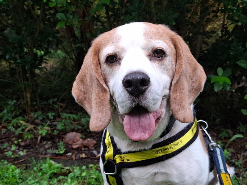 Loki | Beagle | Ilfracombe - 1