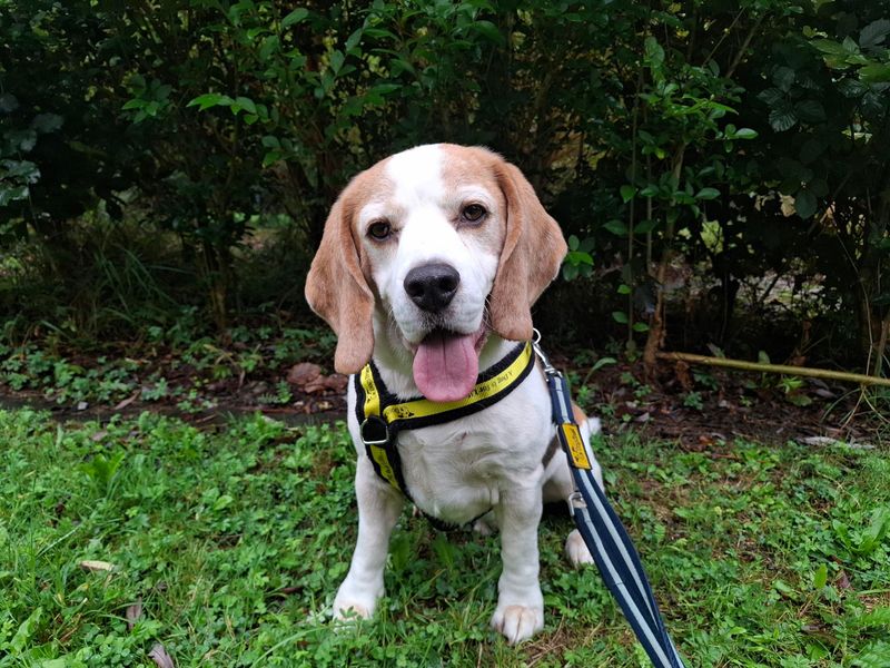 Loki | Beagle | Ilfracombe - 3