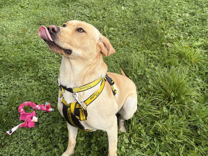 Sonny | Retriever (Labrador) | Ballymena (Northern Ireland) - 2
