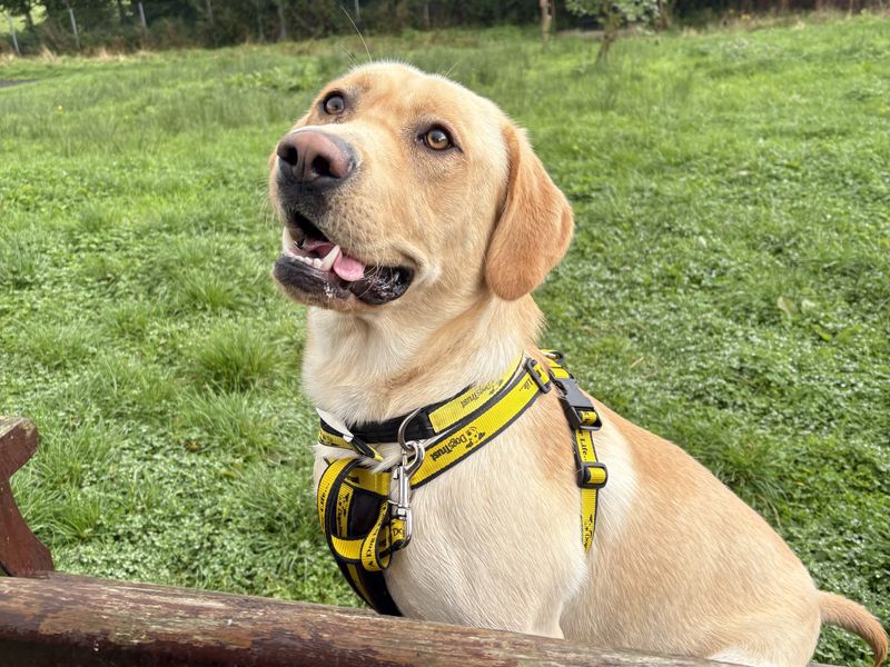 Sonny | Retriever (Labrador) | Ballymena (Northern Ireland) - 1