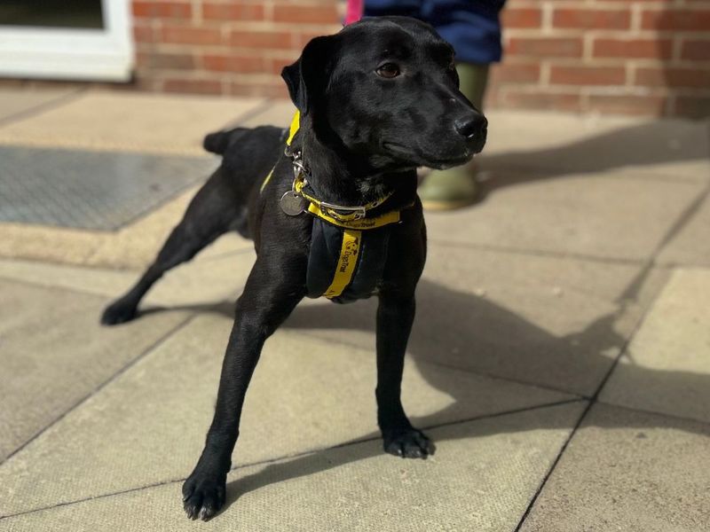 Shane | Terrier (Patterdale) | Snetterton (Norfolk) - 4