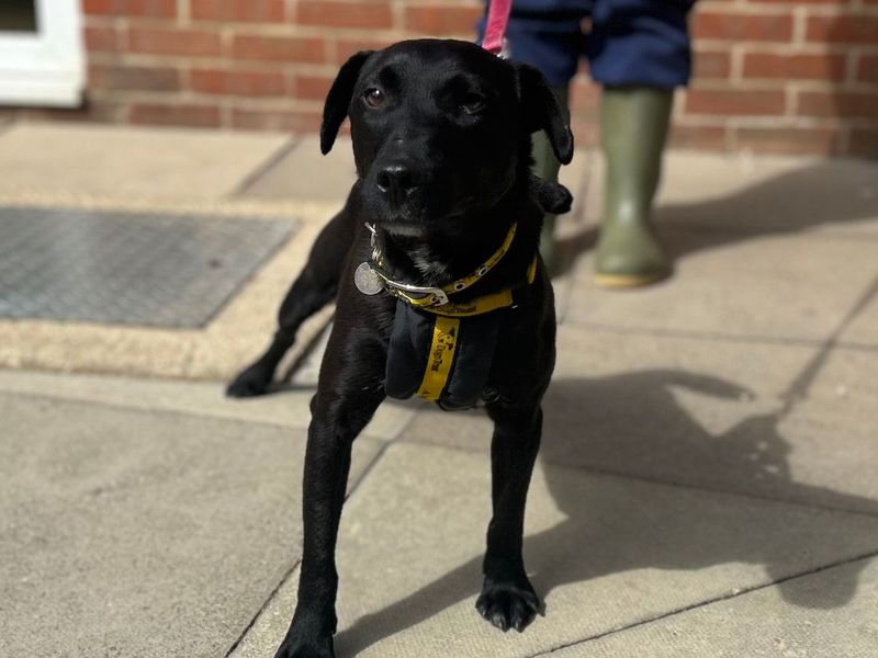 Shane | Terrier (Patterdale) | Snetterton (Norfolk) - 6