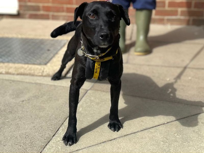 Shane | Terrier (Patterdale) | Snetterton (Norfolk) - 1