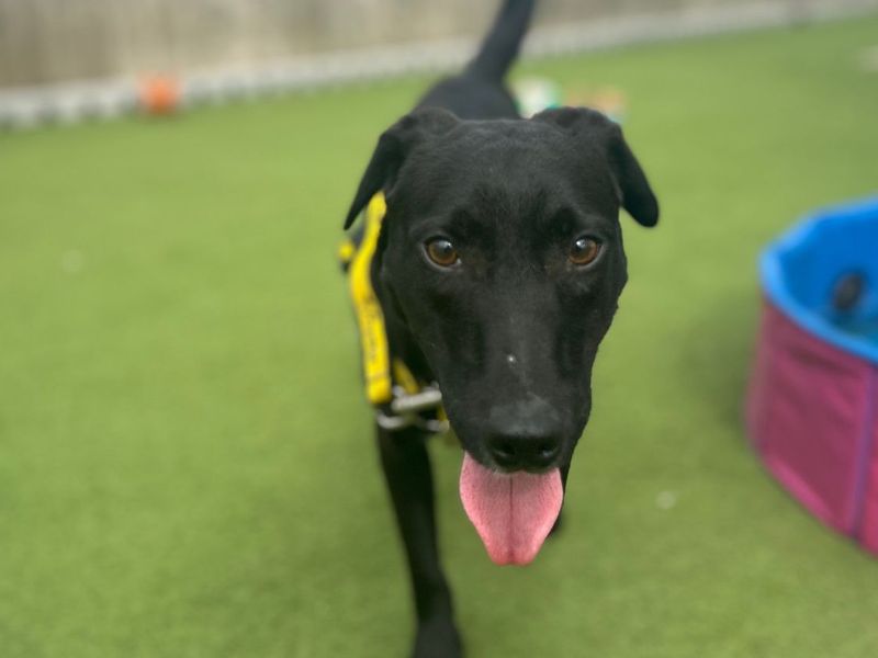 Shane | Terrier (Patterdale) | Snetterton (Norfolk) - 7