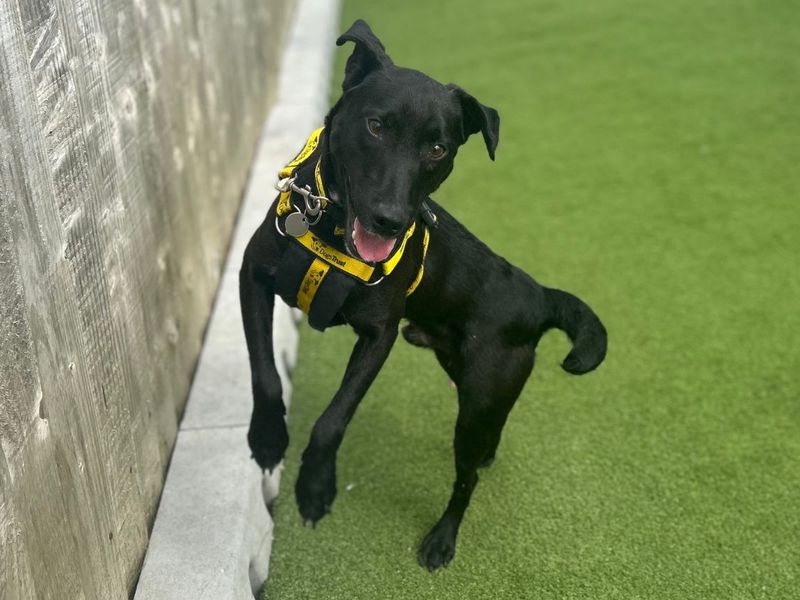Shane | Terrier (Patterdale) | Snetterton (Norfolk) - 3