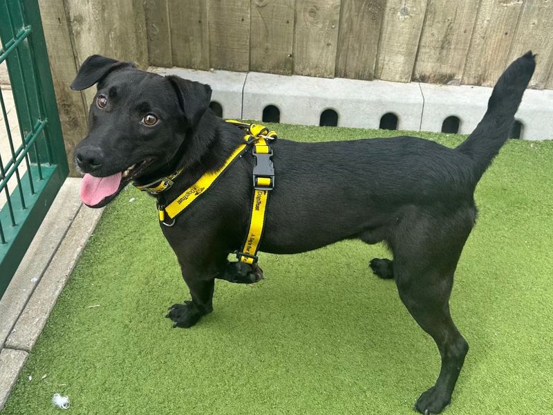 Shane | Terrier (Patterdale) | Snetterton (Norfolk) - 8