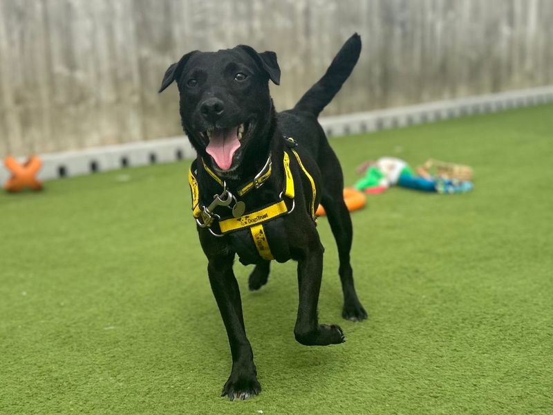 Shane | Terrier (Patterdale) | Snetterton (Norfolk) - 5