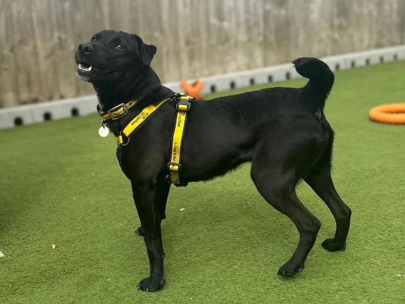 Shane | Terrier (Patterdale) | Snetterton (Norfolk) - 2