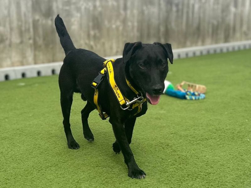 Shane | Terrier (Patterdale) | Snetterton (Norfolk) - 9