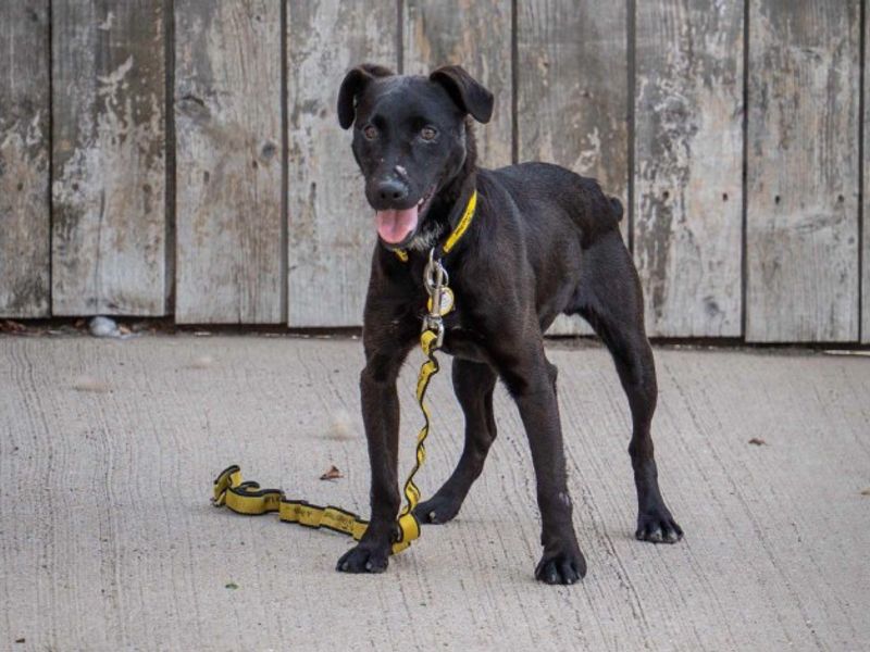 Maggie | Terrier (Patterdale) | Loughborough - 3