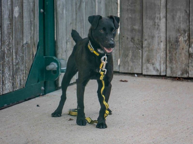 Maggie | Terrier (Patterdale) | Loughborough - 1